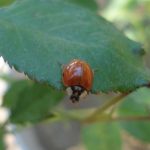 A ladybug adult resting on a rose leaf.