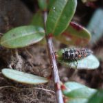 A ladybug larva resting on a cranberry leaf