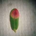 Photo of a single cranberry leaf infected with the fungus called Red Leaf Spot; July 2010