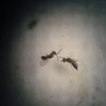Two Sword-stabbing Parasitic Wasps as viewed under a dissecting scope.