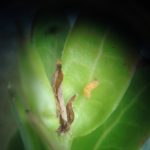 photo of a dead cranberry tipworm larva (3rd-instar) (August 9th, 2010)
