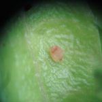 Photo of a cranberry tipworm larva (3rd-instar) that died (photo taken August 9th, 2010)