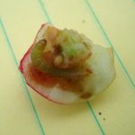 A cranberry fruitworm larva inside a cranberry