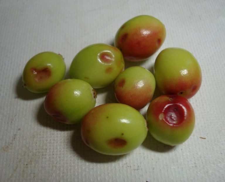 Cranberry Plant Diseases (and other ailments) Cooperative Extension