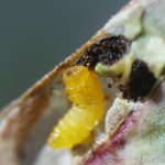 Photo of a larva of a leafminer in cranberry called Coptodisca negligens Braun