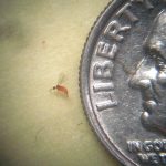 Cranberry tipworm fly/midge beside a U.S. dime (for scale purposes)