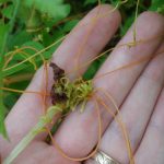 Several tangled Dodder stems visible against the backdrop of a person's hand; found in Maine on August 1st 2014