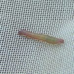 Photo of a cranberry blossomworm caterpillar