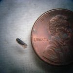 a Blunt-nosed Leafhopper adult beside a US penny