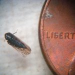 a Blunt-nosed Leafhopper adult beside a U.S. penny for scale purposes