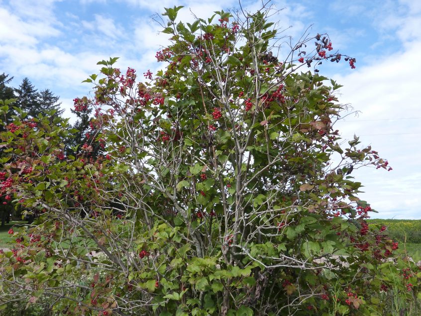 Highbush Cranberry (not a true cranberry) - Cooperative Extension ...