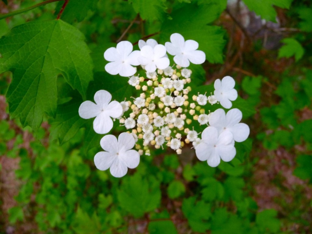 photo of a flower cluster on a highbush cranberry tree