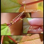 Petiolar Glands - European Highbush Cranberry