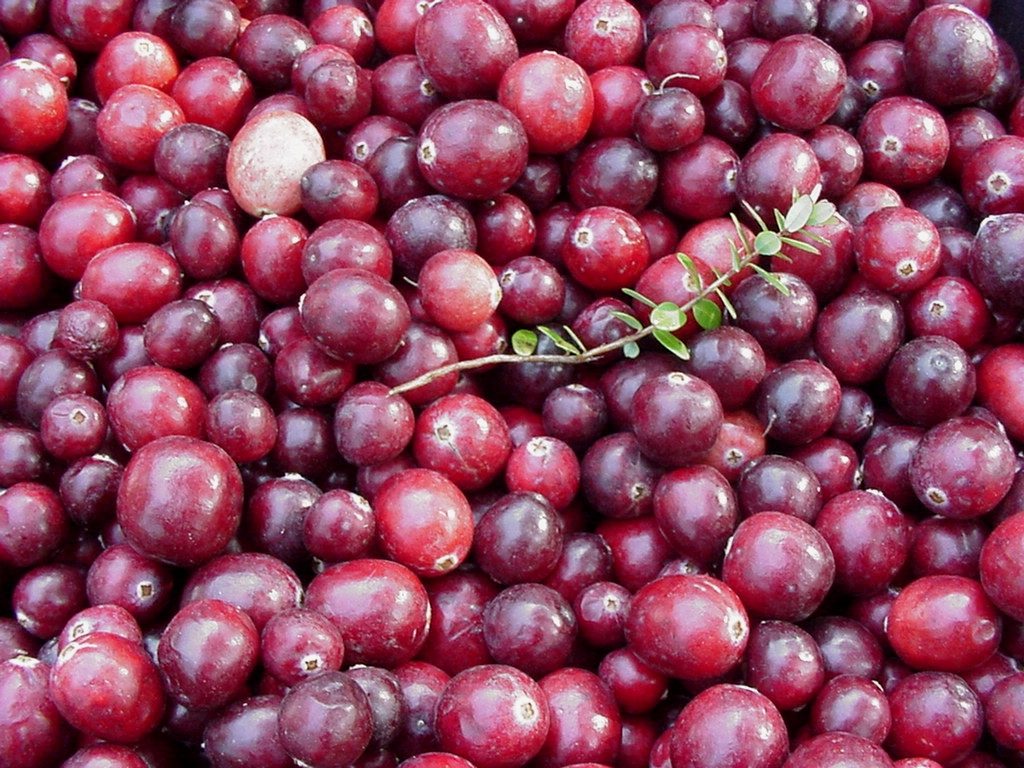 Closeup image of fresh-harvested cranberries