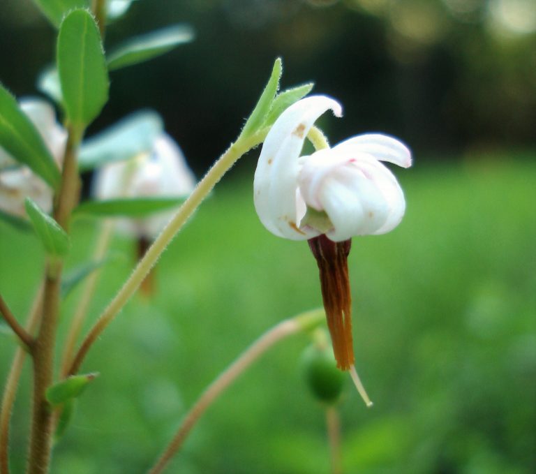 A pair of Maine cranberry blossoms in July