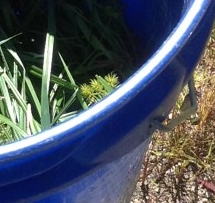 Photo of a blue bucket with clumps of straw-colored flatsedge piled inside.
