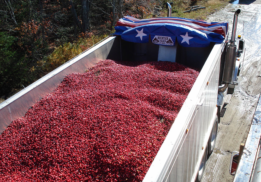 harvested cranberries in the back of a truck