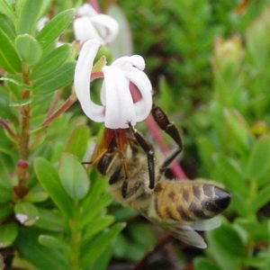 honey bee on cranberry flower