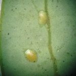 A pair of blackheaded fireworm eggs on the underside of a cranberry leaf
