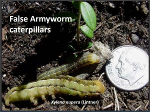 Pair of false armyworm caterpillars beside a US dime for scale purposes