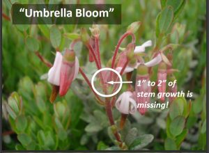 A flowering cranberry stem showing the absence of any stem growth above the point where the flowers branch off (this is a condition called "Umbrella Bloom")