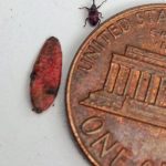 A cranberry weevil beside a US penny and a cranberry leaf