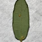 Two blackheaded fireworm eggs on the underside of a cranberry leaf