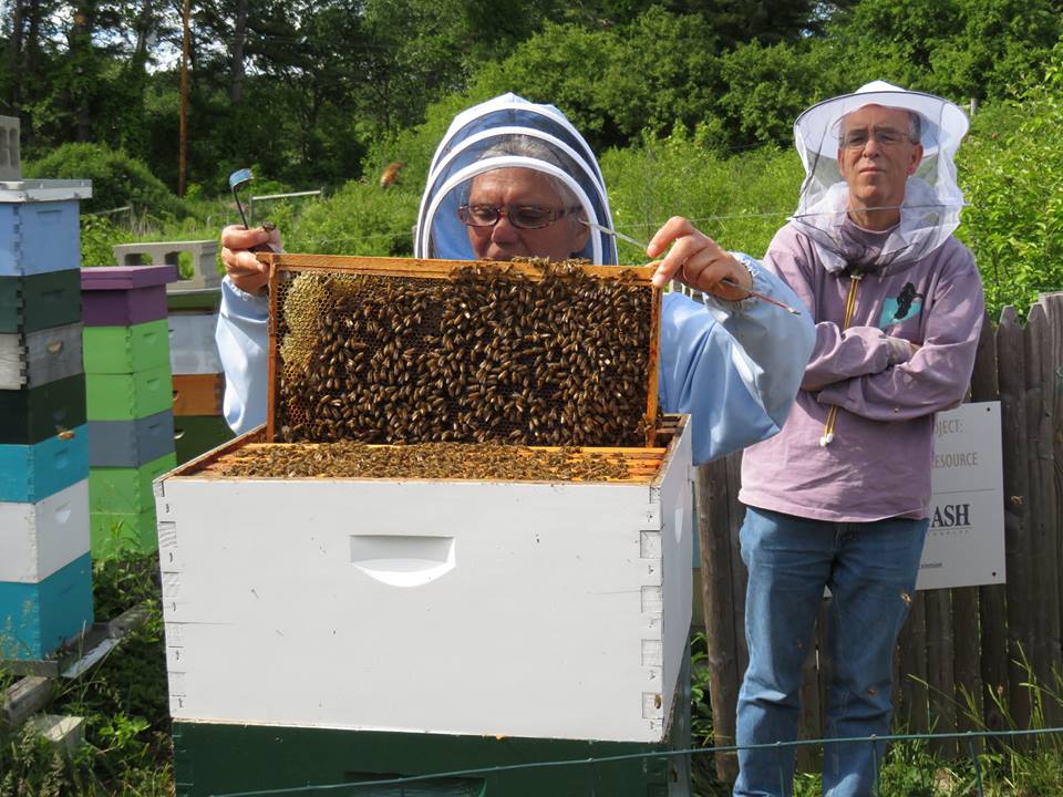 Beekeepers checking bee hives
