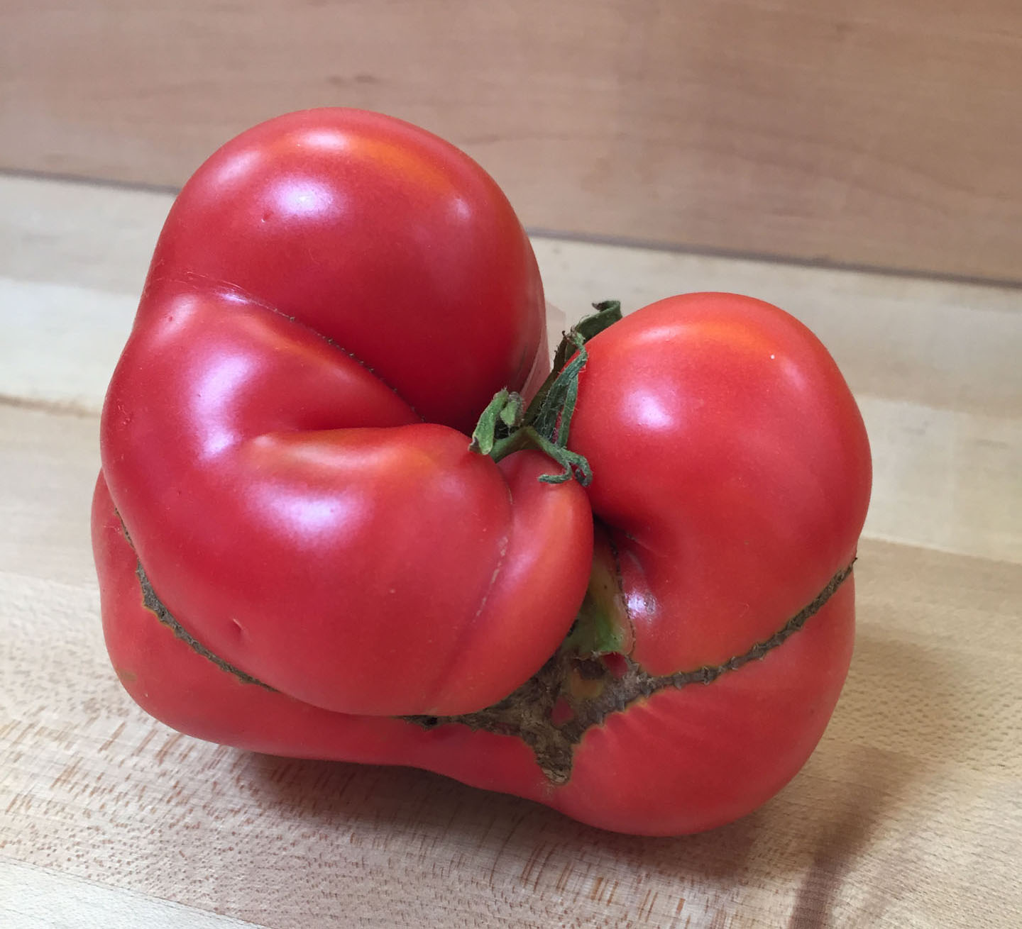 Sue Hochstein's "ugly fruit" tomato