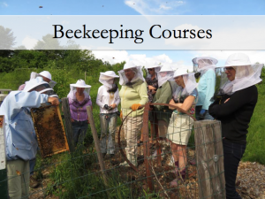 graphic with beekeepers and the text, beekeeping courses