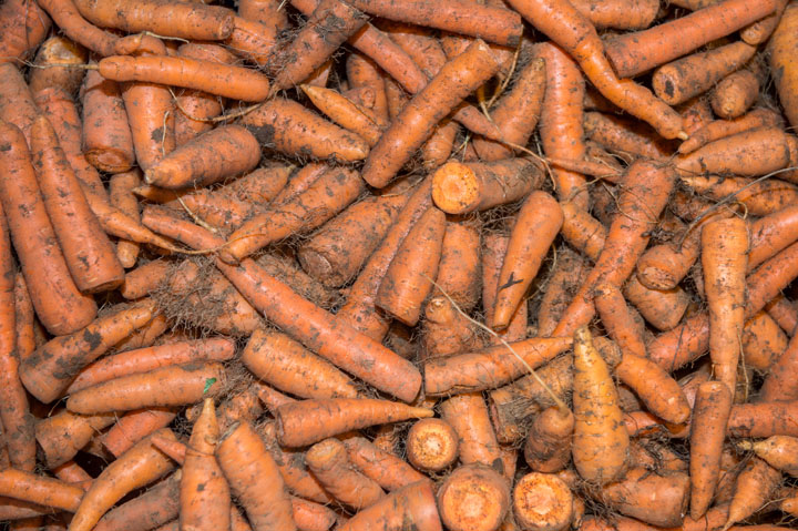 Carrots stored with peat moss in a root cellar