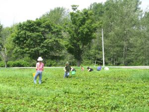 Maine Harvest for Hunger volunteers picking produce in a vegetable field