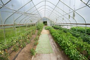 tomatoes and other crops growing in a high tunnel