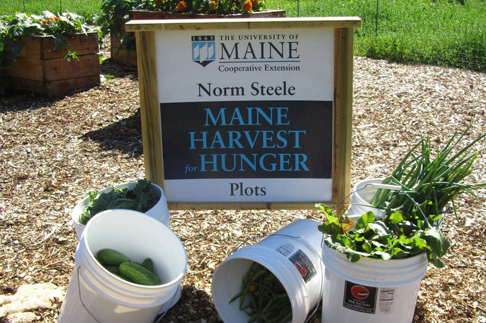 Norm Steele Maine Harvest for Hunger Plot sign and buckets of freshly harvested produce at the UMaine Gardens at Tidewater Farm