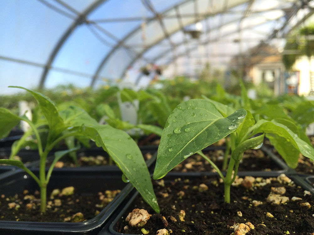 seedling plants in a greenhouse