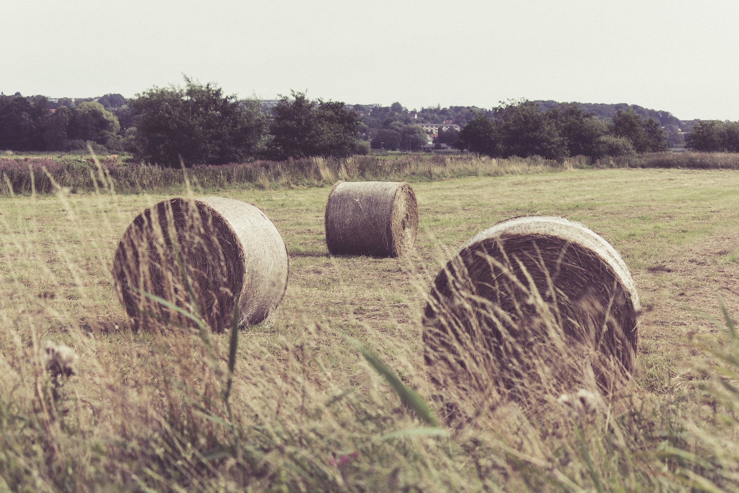 Hay bales in a field.