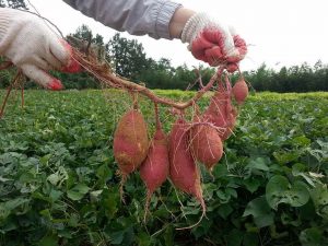 Gardener's hands in gloves, holding a string of sweet potatoes fresh from the ground in the garden