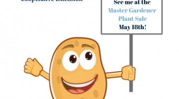 A cartoon sweet potato holding a sign that reads "See me at the Master Gardener Plant Sale May 18th!" with UMaine logo