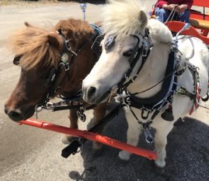 white and brown minature horses in full harness