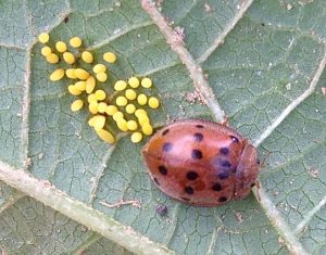 Mexican bean beetle and larvae