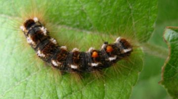Browntail Moth Caterpillar on leaf