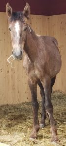 brown, yearling mustang horse