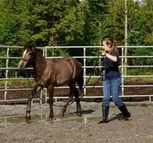 brown mustang yearling horse with teen girl trainer
