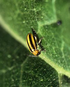 Cucumber Beetle - yellow and black stripped