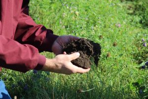two hands holding soil over cover crop