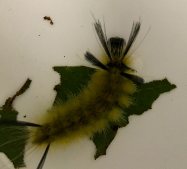 Yellow hairy caterpillar