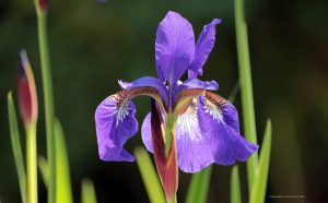image of purple iris with leaves