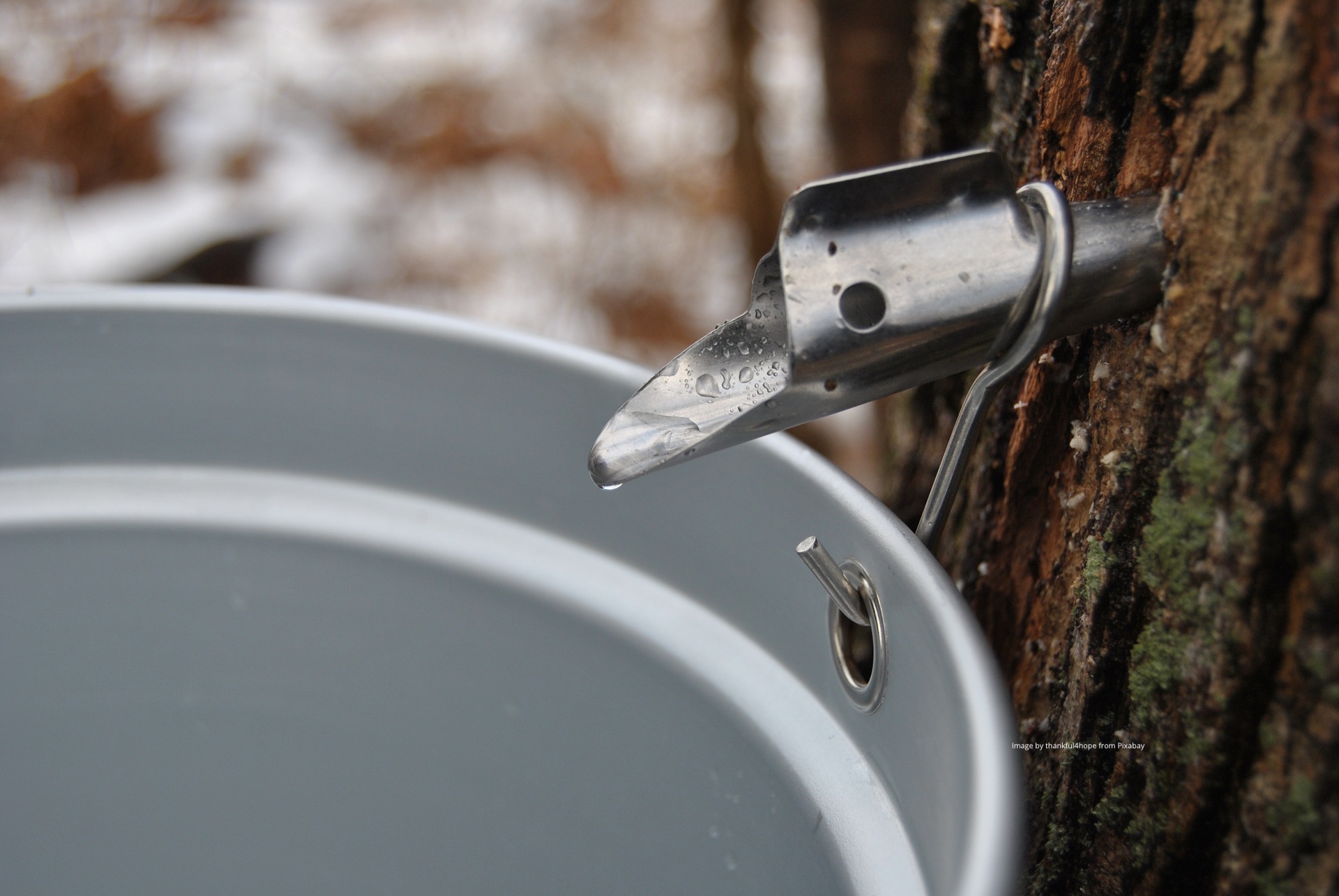image of tree with tap and sap bucket