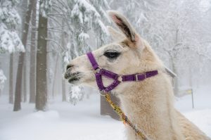 image of llama in snow