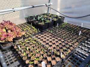 Seedlings growing in trays in a greenhouse